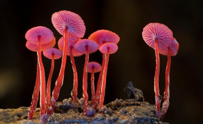 Pink mushrooms: still from film Fungi: Web of Life, presented by Merlin Sheldrake and narrated by Björk